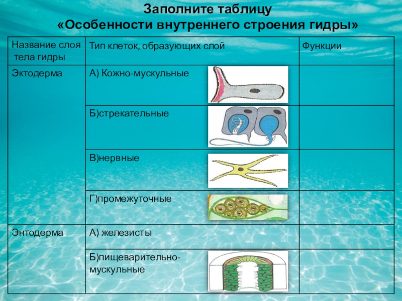 Магазин кракен даркнететамбов